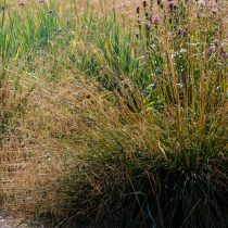 Щучка дернистая Щучка дернистая