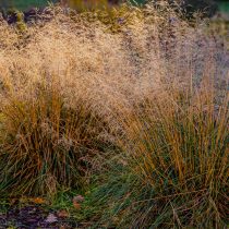 Молиния голубая Молиния голубая
