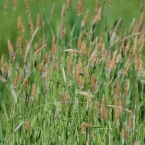 Лисохвост луговой Лисохвост луговой