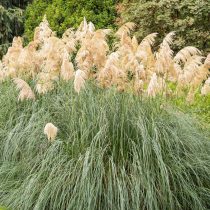 Кортадерия двудомная Кортадерия двудомная