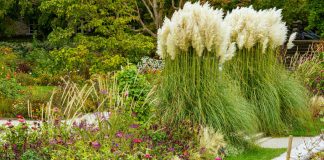 Как использовать злаки в саду? 12 выигрышных идей