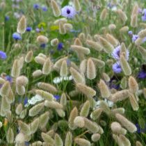 Зайцехвост яйцевидный Зайцехвост яйцевидный