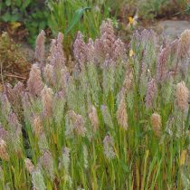 Ламаркия золотистая Ламаркия золотистая