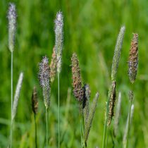 Двукисточник тростниковый Двукисточник тростниковый