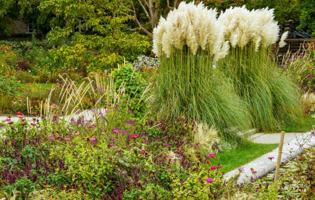 Как использовать злаки в саду? 12 выигрышных идей Как использовать злаки в саду? 12 выигрышных идей