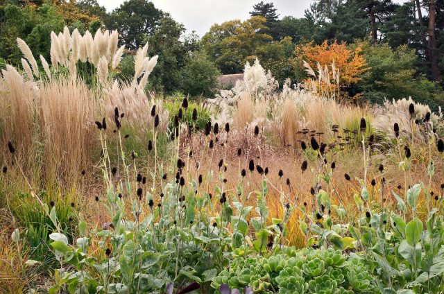 Композиция, где главную роль играет структура и движение трав, а не яркость цветов. Злаки создают эффект колышущегося поля, красивого осенью и зимой, без солистов и строгих акцентов. Композиция, где главную роль играет структура и движение трав, а не яркость цветов. Злаки создают эффект колышущегося поля, красивого осенью и зимой, без солистов и строгих акцентов.