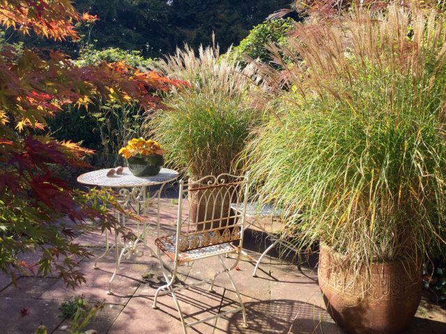 Злаки в кашпо — мобильный инструмент дизайна. Они легко комбинируются с другими растениями, позволяют менять композиции в течение сезона и подходят для террас, балконов и входных групп. Злаки в кашпо — мобильный инструмент дизайна. Они легко комбинируются с другими растениями, позволяют менять композиции в течение сезона и подходят для террас, балконов и входных групп.