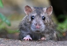 Как избавиться от грызунов и избежать их возвращения?