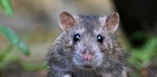 Как избавиться от грызунов и избежать их возвращения?