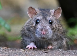 Как избавиться от грызунов и избежать их возвращения?