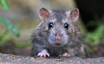 Как избавиться от грызунов и избежать их возвращения?