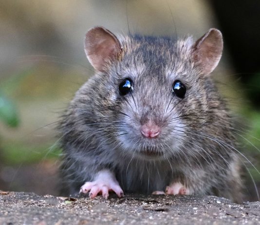 Как избавиться от грызунов и избежать их возвращения?
