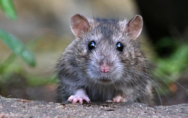 Как избавиться от грызунов и избежать их возвращения?
