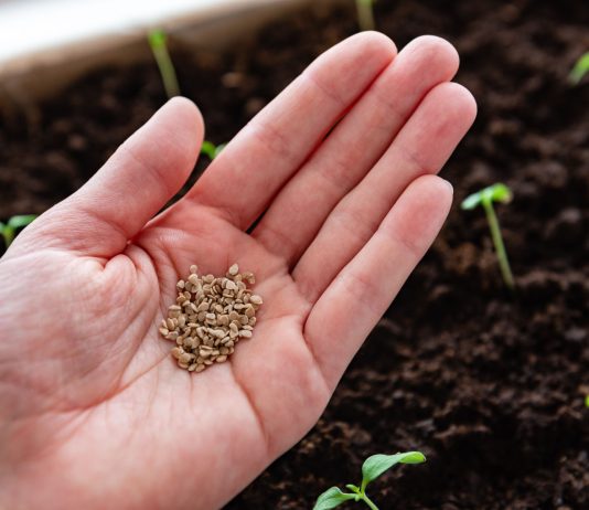 Как купить семена на посадку и не разочароваться?