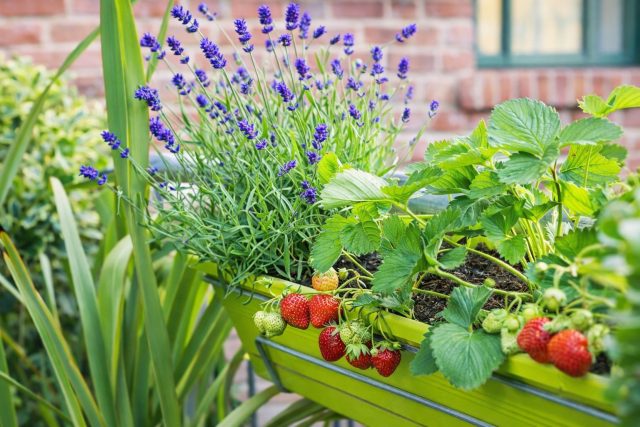 Посадите ремонтантные сорта в горшки объёмом 3–5 литров. Разместите на солнце или в подвесных кашпо. Поливайте регулярно, не допуская пересыхания. Посадите ремонтантные сорта в горшки объёмом 3–5 литров. Разместите на солнце или в подвесных кашпо. Поливайте регулярно, не допуская пересыхания.