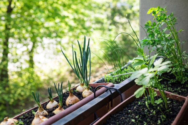 Посадите луковицы плотно в ящик глубиной 8–10 см. Поливайте 2 раза в неделю. Срезайте перо, когда оно вырастет до 20–25 см. Посадите луковицы плотно в ящик глубиной 8–10 см. Поливайте 2 раза в неделю. Срезайте перо, когда оно вырастет до 20–25 см.