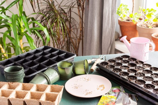 Как оживить старые семена: рабочие методы повышения всхожести