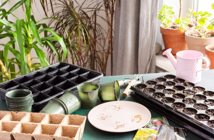 Как оживить старые семена: рабочие методы повышения всхожести