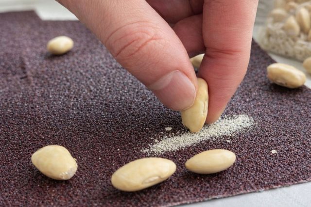 Скарификация нужна семенам с очень плотной оболочкой, которую зародыш не может пробить сам. Лёгкое повреждение оболочки помогает прорастанию, но ошибка необратима: перегрев, передержка или царапина «вглубь» окончательно убивают семя.