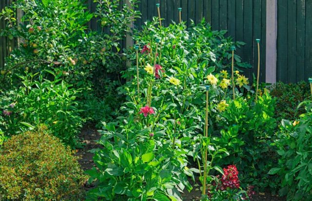 Холодная и дождливая весна нередко вызывает быстрый, но ослабленный рост многолетников. Вытянутые стебли хуже держат тяжелые соцветия, поэтому после ливней растения могут полегать даже без ошибок ухода. Холодная и дождливая весна нередко вызывает быстрый, но ослабленный рост многолетников. Вытянутые стебли хуже держат тяжелые соцветия, поэтому после ливней растения могут полегать даже без ошибок ухода.