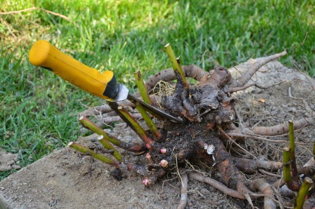 Разросшиеся многолетники со временем теряют устойчивость и начинают разваливаться. Деление омолаживает растение, снижает нагрузку на стебли и помогает сохранить аккуратную форму куста без полегания в разгар цветения. Разросшиеся многолетники со временем теряют устойчивость и начинают разваливаться. Деление омолаживает растение, снижает нагрузку на стебли и помогает сохранить аккуратную форму куста без полегания в разгар цветения.