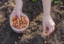 Как выбрать лук-севок, который не уйдет в стрелку — лучшие сорта и правила