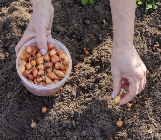 Как выбрать лук-севок, который не уйдет в стрелку — лучшие сорта и правила