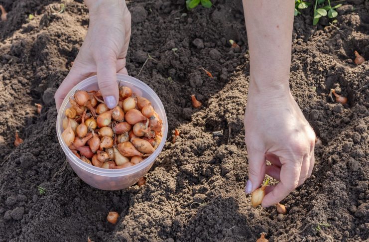 Как выбрать лук-севок, который не уйдет в стрелку — лучшие сорта и правила