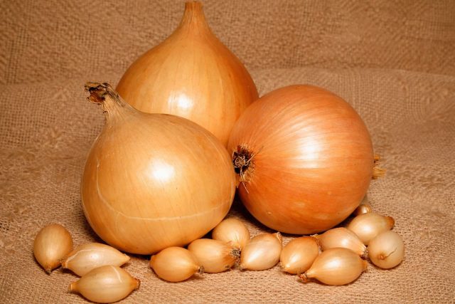 Неприхотливый сорт с ровной, товарной репкой. Хорошо чувствует себя на разных почвах и при стандартной агротехнике практически не стрелкуется. Подходит тем, кто хочет стабильный результат без сложных приёмов.