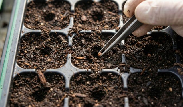 Глубина заделки 1–1,5 см. Мельче — росток засохнет, глубже — будет пробиваться слишком долго. Температура проращивания +25–28°C — ниже перец всходит медленно и неравномерно.