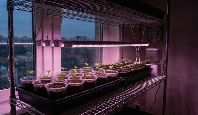 Перцу нужно 12–16 часов света. Без досветки в марте рассада будет слабой. Лампу размещают на 15–25 см от верхушек, регулируя высоту по реакции листьев.