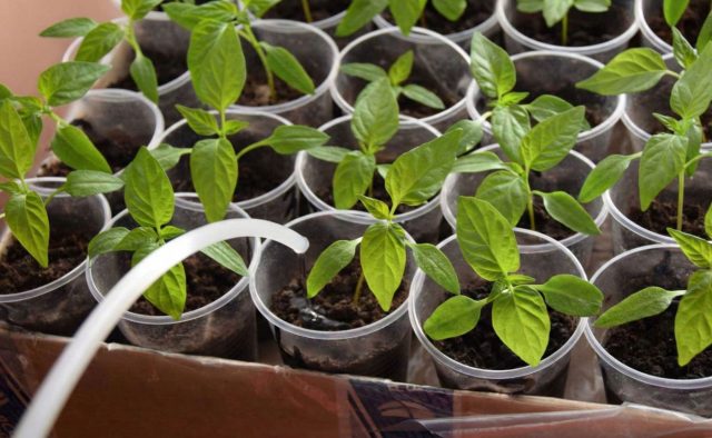 Поливайте рассаду тёплой водой по мере подсыхания верхнего слоя. Перелив провоцирует чёрную ножку, пересушка тормозит рост. Баланс влаги — основа крепкой корневой системы.