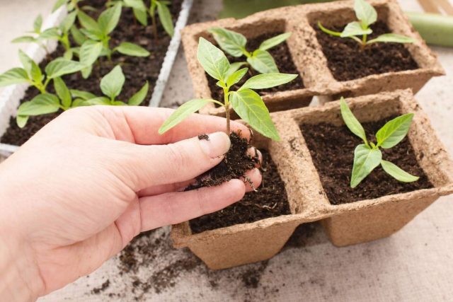 Перец не любит травм корней. Лучше сеять сразу в отдельные стаканы и затем переваливать. При пикировке заглубляйте до семядолей и не прищипывайте центральный корень.