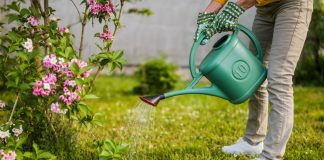 Как я спасаю растения, которые купила на эмоциях? - Лучшее Как я спасаю растения, которые купила на эмоциях?