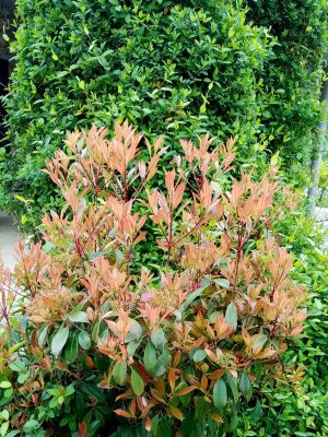Фотиния под защитой жимолости японской 