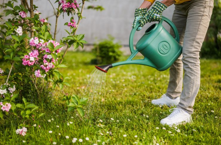 Как я спасаю растения, которые купила на эмоциях?