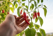 Какие растения реально плодоносят дома, а какие пустая трата времени Какие растения реально плодоносят дома, а какие пустая трата времени