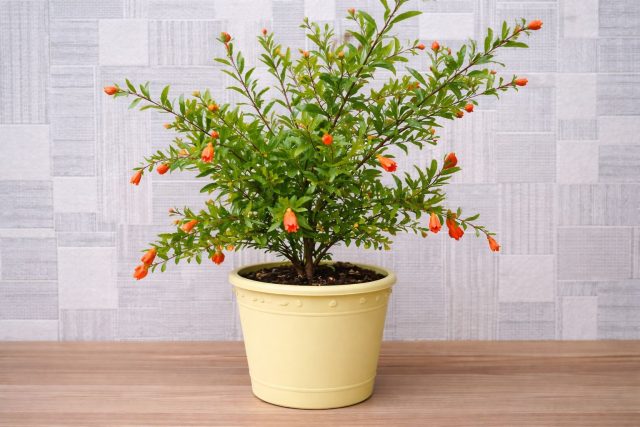 Декоративный карликовый гранат цветёт обильно и способен завязывать плоды в квартире, но без холодной зимовки полноценного цветения не будет.