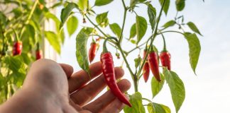 Какие растения реально плодоносят дома, а какие пустая трата времени - Редкие и необычные Какие растения реально плодоносят дома, а какие пустая трата времени