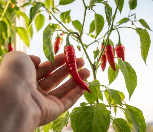 Какие растения реально плодоносят дома, а какие пустая трата времени - Комнатные растения Какие растения реально плодоносят дома, а какие пустая трата времени