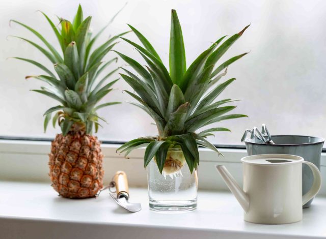 Домашний ананас можно довести до плода, но на это уйдёт 1,5–2 года. После созревания растение отмирает, оставляя детки. Результат возможен, но потребует терпения.