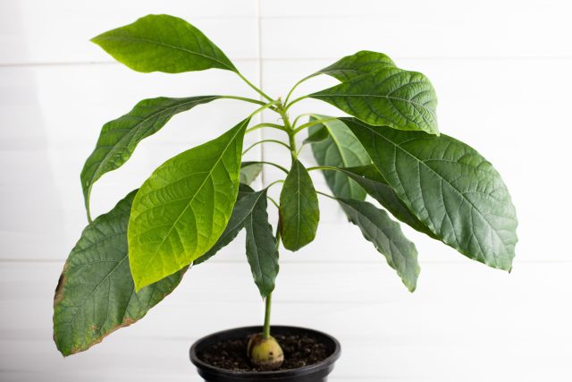 Авокадо из магазинной косточки вырастет красивым деревцем, но до цветения может пройти 10–15 лет. В горшке оно почти никогда не достигает зрелости для плодоношения.