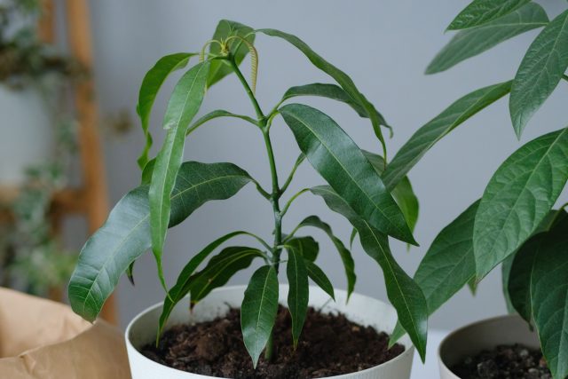 Манго легко прорастает и быстро растёт, но для цветения ему нужен тропический климат и большой размер. В условиях квартиры плодоношение практически нереально.