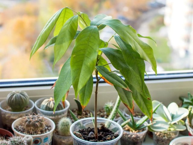 Личи крайне требовательно к влажности и свету. Даже при хорошем уходе растение редко зацветает, а до плодов в квартире дело почти не доходит.