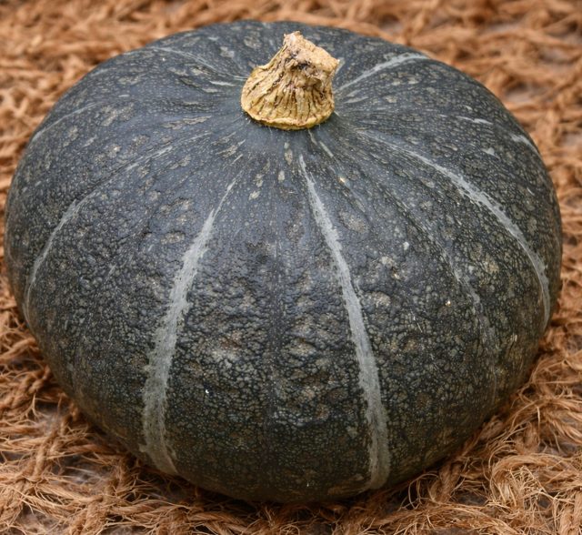 Амбар — компактный и урожайный сорт: на одном кусте созревает до 5 небольших плодов. Темно-зеленая кора очень прочна, защищая плод от повреждений. Удобный порционный размер и хорошая лежкость делают этот сорт незаменимым. Амбар — компактный и урожайный сорт: на одном кусте созревает до 5 небольших плодов. Темно-зеленая кора очень прочна, защищая плод от повреждений. Удобный порционный размер и хорошая лежкость делают этот сорт незаменимым.