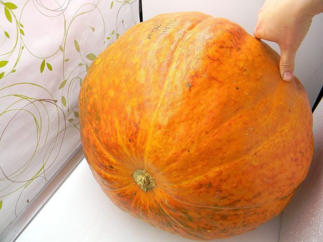 Сорт Титан — настоящий гигант для любителей рекордов, способный вырасти до 50 кг. Несмотря на размер, мякоть остается приятной на вкус. Отличный выбор для массовых заготовок сока, пюре или масштабной заморозки урожая для большой семьи. Сорт Титан — настоящий гигант для любителей рекордов, способный вырасти до 50 кг. Несмотря на размер, мякоть остается приятной на вкус. Отличный выбор для массовых заготовок сока, пюре или масштабной заморозки урожая для большой семьи.