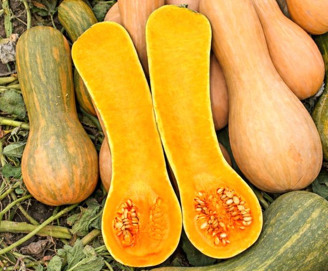 Мускатная Жемчужина — надежный отечественный сорт, успевающий созреть в средней полосе. Плоды весом 3–5 кг имеют нежный аромат и универсальны в использовании. Сахаристость 7–8% делает ее отличной основой для десертов и детского питания. Мускатная Жемчужина — надежный отечественный сорт, успевающий созреть в средней полосе. Плоды весом 3–5 кг имеют нежный аромат и универсальны в использовании. Сахаристость 7–8% делает ее отличной основой для десертов и детского питания.