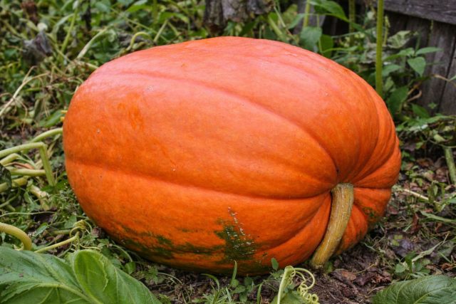 Тыква Атлант — мощный сорт, дающий плоды весом 30–70 кг. Требует пространства и питания, но вознаграждает огромным объемом сочной мякоти. Хорошо хранится до весны, позволяя постепенно перерабатывать урожай в течение всей долгой зимы. Тыква Атлант — мощный сорт, дающий плоды весом 30–70 кг. Требует пространства и питания, но вознаграждает огромным объемом сочной мякоти. Хорошо хранится до весны, позволяя постепенно перерабатывать урожай в течение всей долгой зимы.