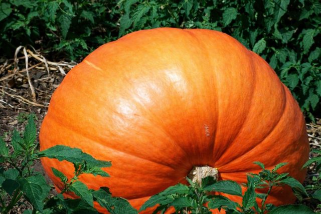 Сорт Стофунтовая — классическая неприхотливая тыква, устойчивая к капризам погоды. Крупные плоды до 30 кг имеют умеренную сладость и рыхлую структуру. Идеально подходит для традиционных каш, густых супов и запекания крупными ломтями. Сорт Стофунтовая — классическая неприхотливая тыква, устойчивая к капризам погоды. Крупные плоды до 30 кг имеют умеренную сладость и рыхлую структуру. Идеально подходит для традиционных каш, густых супов и запекания крупными ломтями.