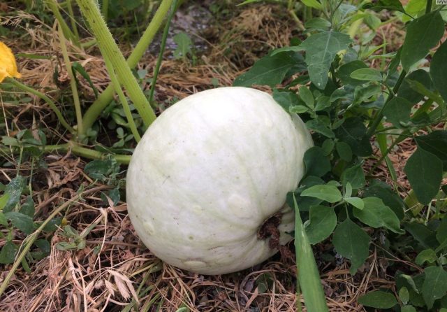 Сорт Крошка — компактная тыква для небольших участков. При весе всего 2–3 кг обладает выдающимся десертным вкусом и яркой мякотью. Удобный формат «на один раз» и высокая сахаристость делают ее абсолютным фаворитом домашней кулинарии. Сорт Крошка — компактная тыква для небольших участков. При весе всего 2–3 кг обладает выдающимся десертным вкусом и яркой мякотью. Удобный формат «на один раз» и высокая сахаристость делают ее абсолютным фаворитом домашней кулинарии.